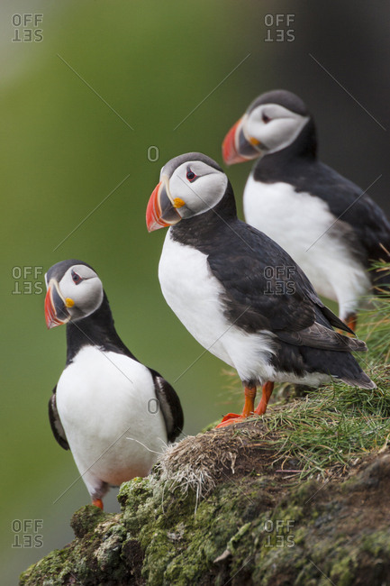 Europe, Iceland, Westfjords, Atlantic puffins, Fratercula arctica. A group of Atlantic puffins on a steep grassy hillside