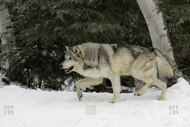 Gray Wolf or Timber Wolf in winter, (Captive Situation) Canis lupis, Montana