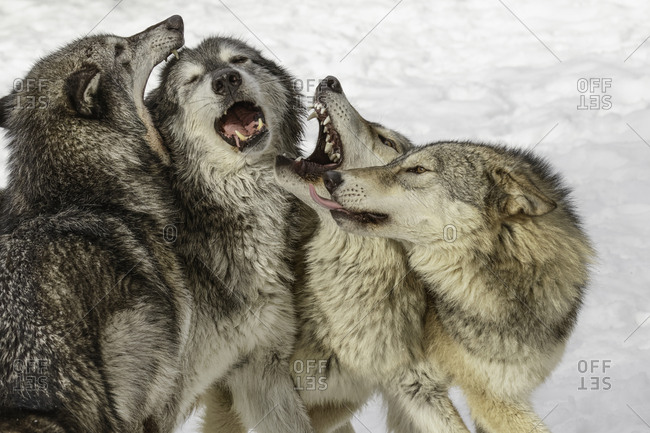 Gray Wolf or Timber Wolf, (Captive Situation) Canis lupis, Montana