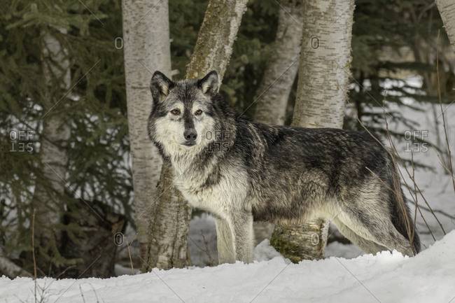 Gray Wolf or Timber Wolf, (Captive Situation) Canis lupis, Montana