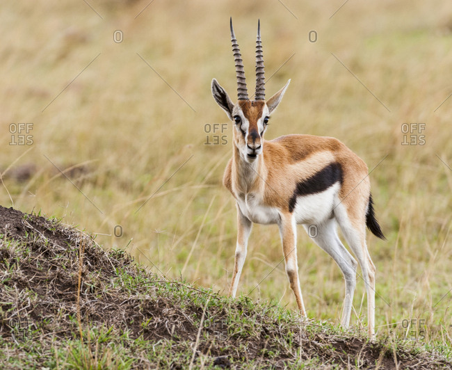 Kenya, Gazelle, standing - Offset Collection