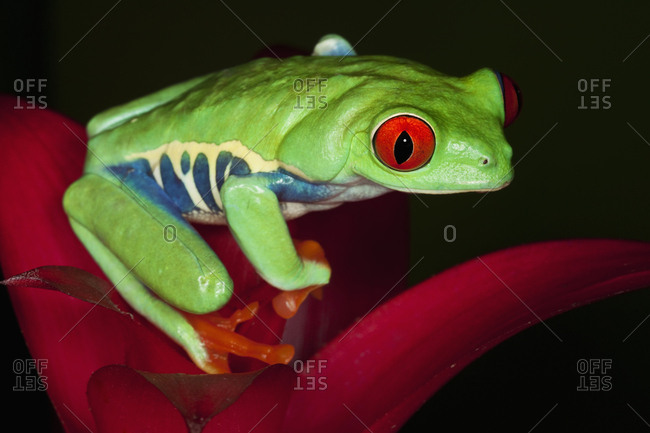 South America, Panama. Red-eyed tree frog on bromeliad flower