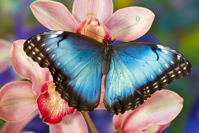 Tropical Butterfly the Blue Morpho, Morpho peleides, open winged on tropical orchid
