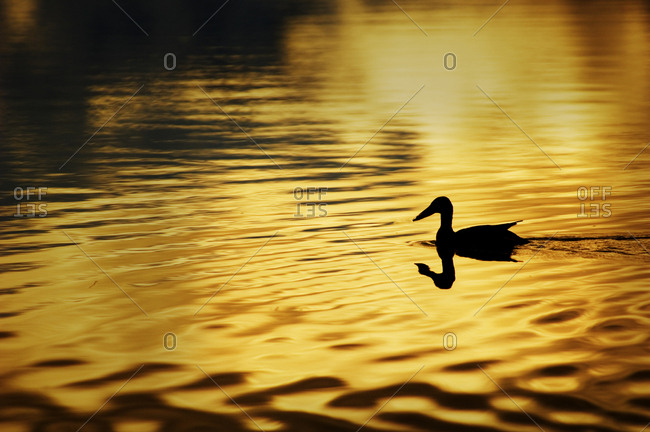 USA, Alaska, Silhouetted duck, Wonder Lake, yellow-gold color