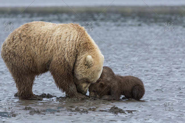 USA, Alaska. A female grizzly bear, Ursus arctos Horribilis, clams on the tidal flats, while its young look on and beg for food. Lake Clark National Park