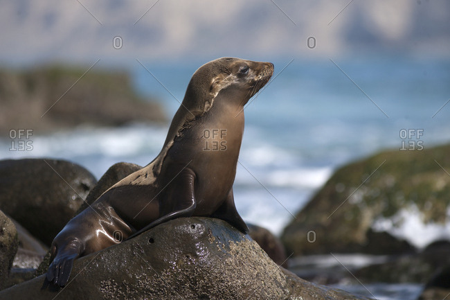 USA, California, La Jolla. Molting young sea lion on rock