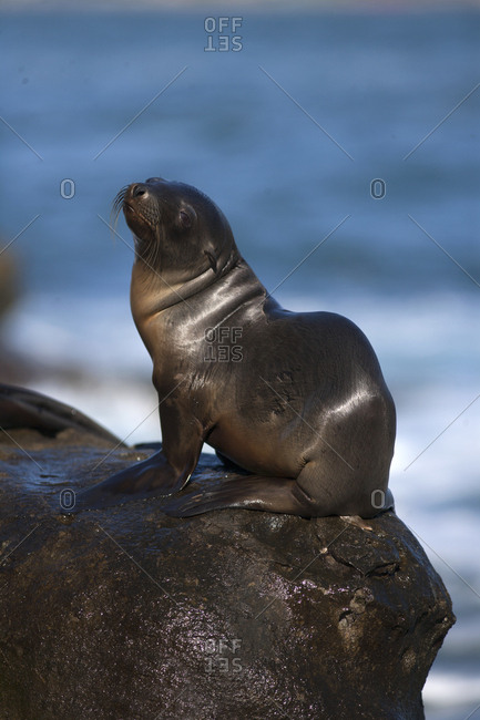 USA, California, La Jolla. Young sea lion on rock