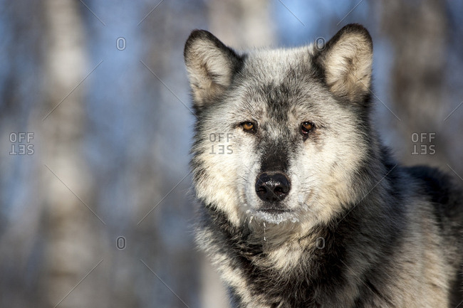 Usa, Minnesota, Sandstone, wolf with a snowy chin
