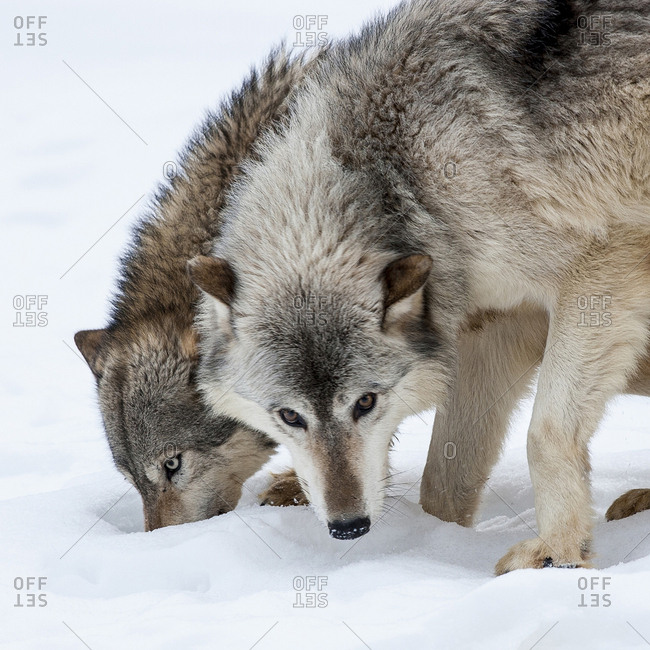 Usa, Minnesota, Sandstone, wolves digging in the snow