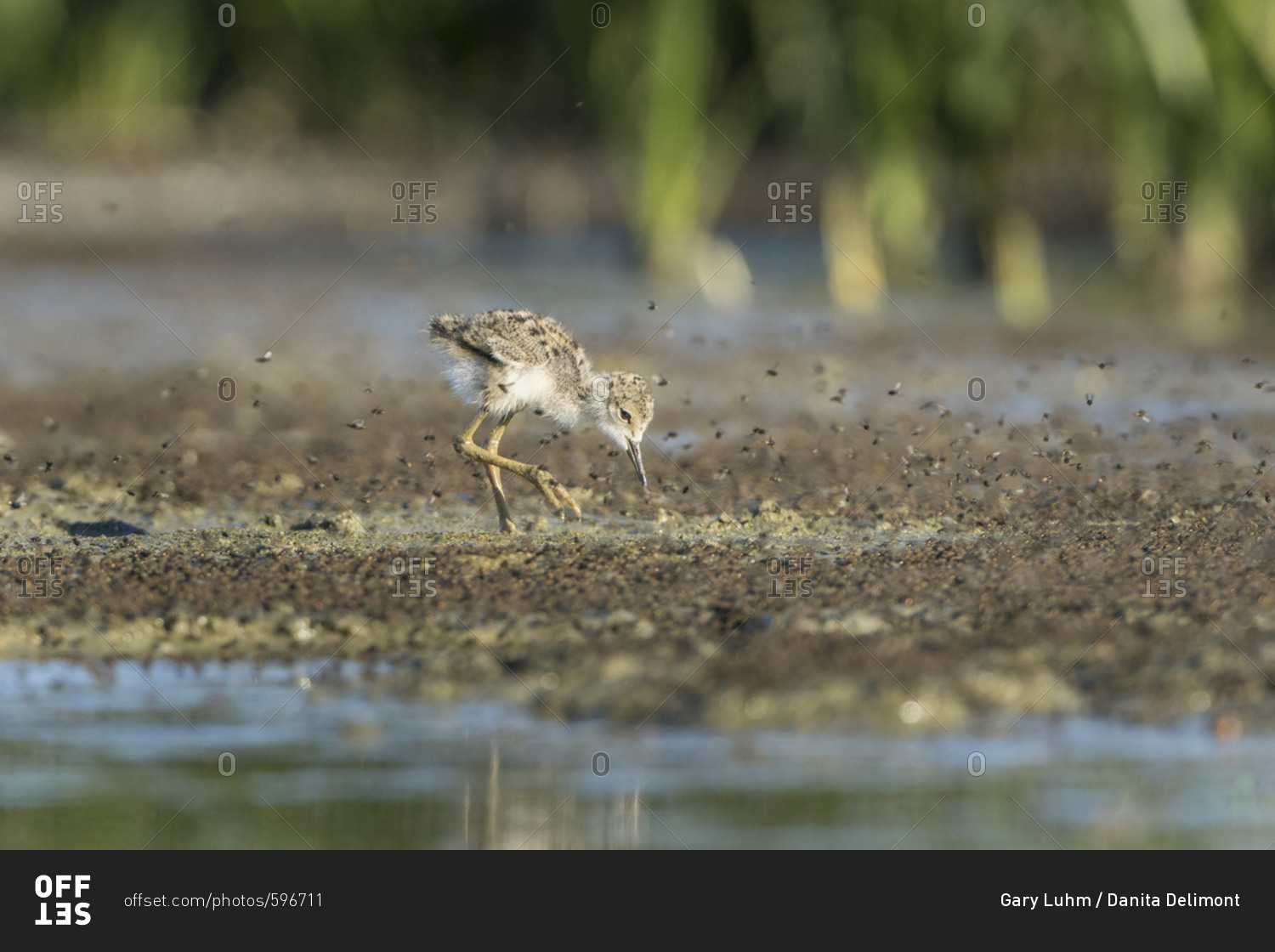 USA. Washington State. Black-necked Stilt (Himantopus Mexicanus) chick forages in bug swarm along a lakeshore in Eastern Washington