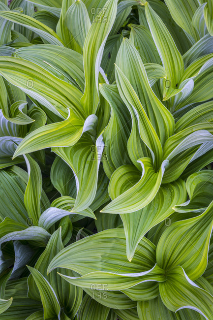 USA. Washington State. False Hellebore (Veratrum viride) leaves form a swirling pattern in the Cascade Mountains of the Pacific Northwest