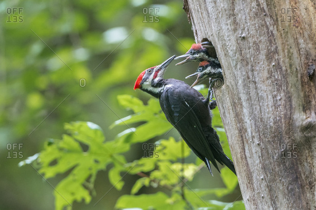 USA. Washington State. Male Pileated Woodpecker (Dryocopus pileatus) feeds begging chicks at nest hole