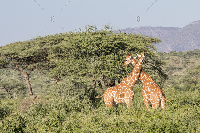 Africa, Kenya, Samburu National Park, Reticulated Giraffes (giraffa Camelopardalis Reticulata). At sunset