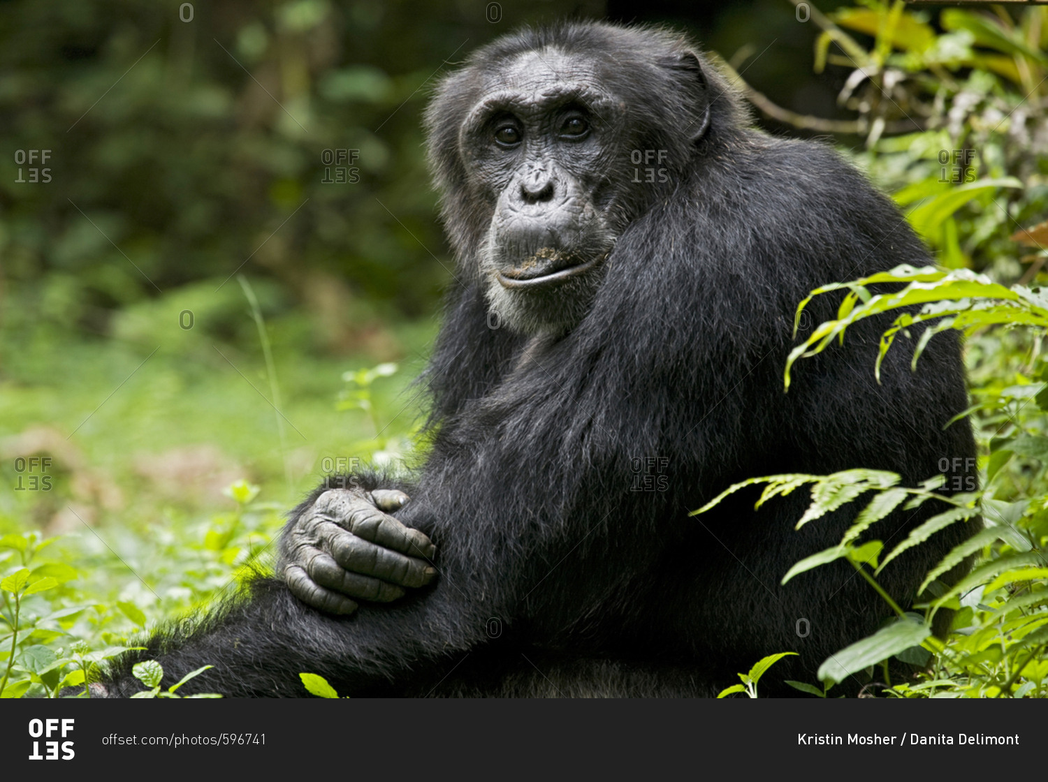 Africa, Uganda, Kibale National Park, Ngogo Chimpanzee Project. A wild, male chimpanzee, \'Monk\'