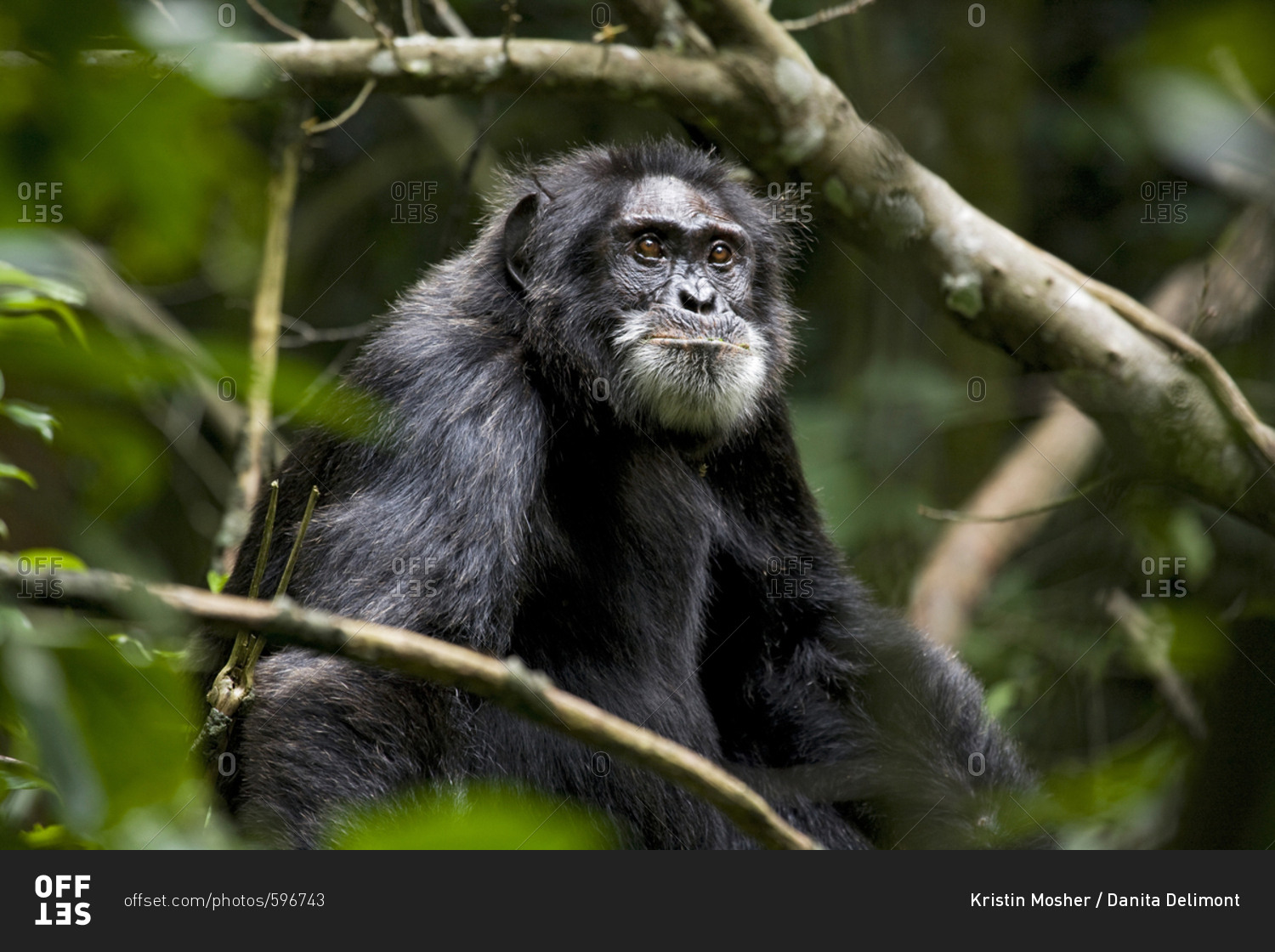 Africa, Uganda, Kibale National Park, Ngogo Chimpanzee Project. Male chimpanzee sits sucking in his upper lip