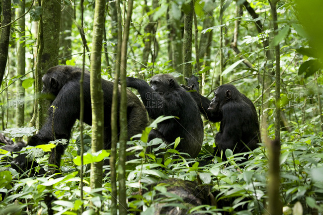 Africa, Uganda, Kibale National Park, Ngogo Chimpanzee Project. Male chimpanzees groom socially in a straight line with other males resting nearby