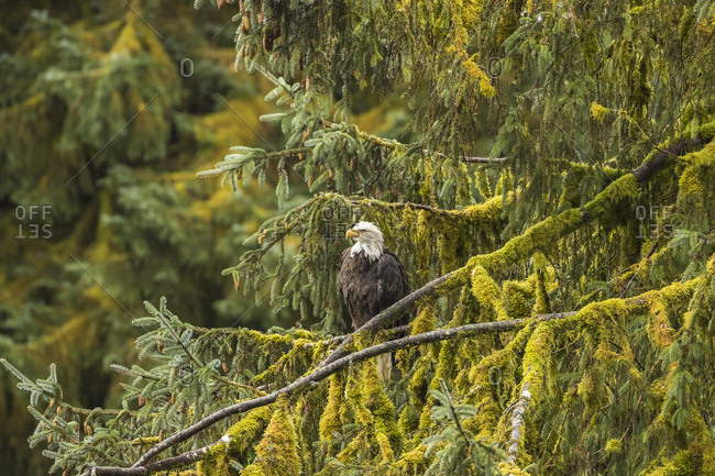 USA, Alaska, Tongass National Forest. Bald eagle in tree