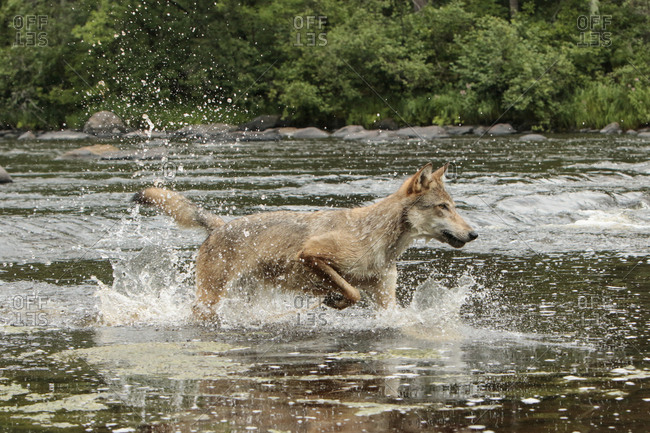 Gray Wolf running through water, Canis lupus (Controlled Situation) Minnesota