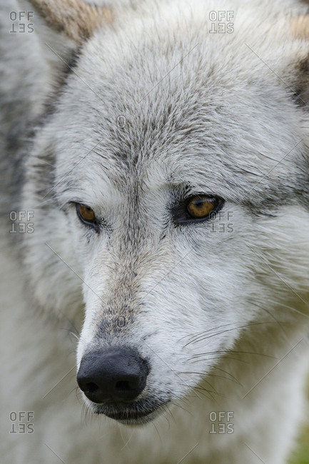 Gray Wolf, Canis lupus, West Yellowstone, Montana, controlled (PR)