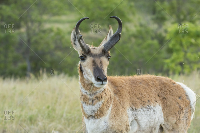 USA, South Dakota, Custer State Park. Pronghorn buck close-up,