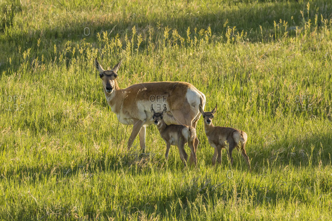 USA, South Dakota, Custer State Park. Pronghorn doe and fawns