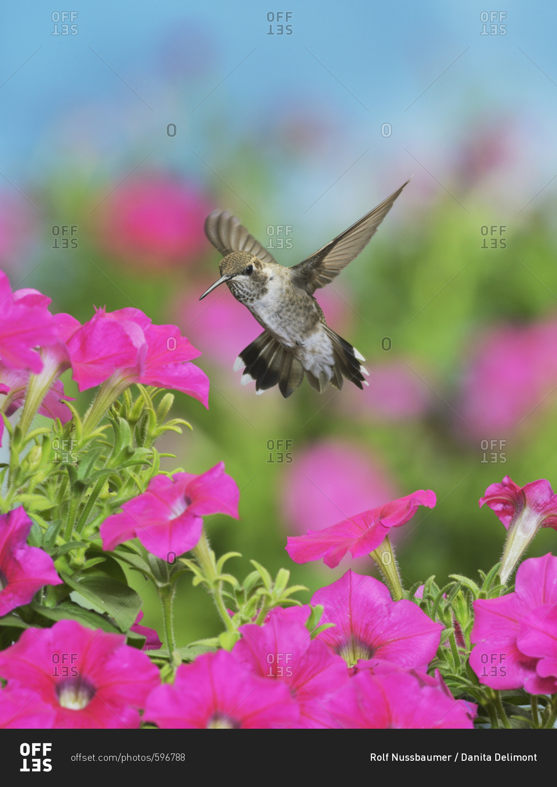 Rubythroated Hummingbird (Archilochus colubris), young male in flight