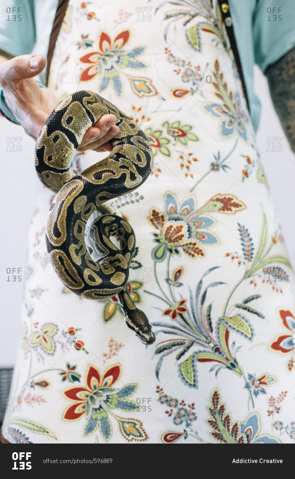 Tattoo master dressed in funny apron holding big snake. Vertical indoors shot.
