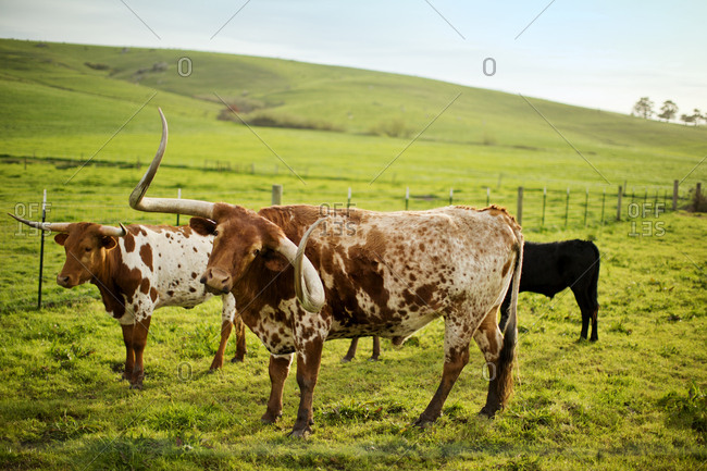 Texas longhorn cattle in a field