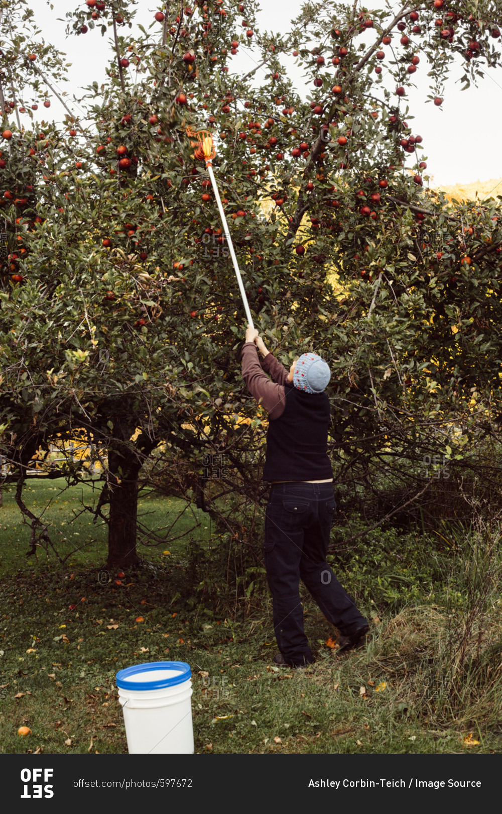 Woman picking apples from tree using fruit picker, rear view