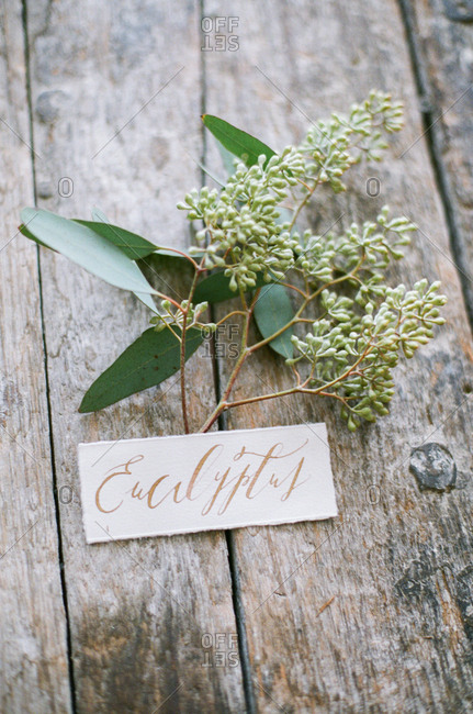 Eucalyptus plant with label