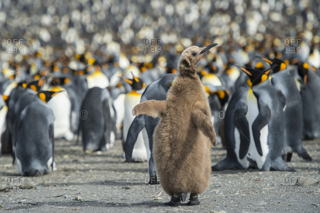 King penguin, Aptenodytes patagonicus, chick stands out in a crowd