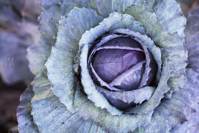 Organic Cabbage, Urban Farming