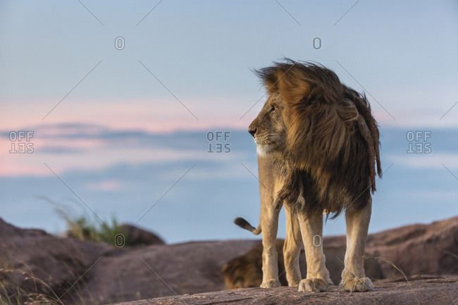 Portrait of the lion, Serengeti, Tanzania.