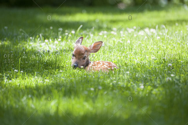 Portrait of fawn sitting on meadow