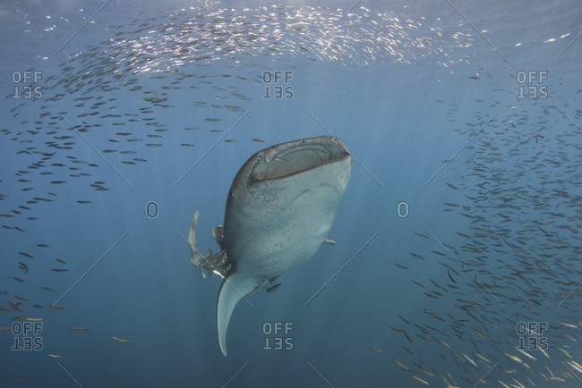 Indonesia- Papua- Cenderawasih Bay- Whale shark and school of fish