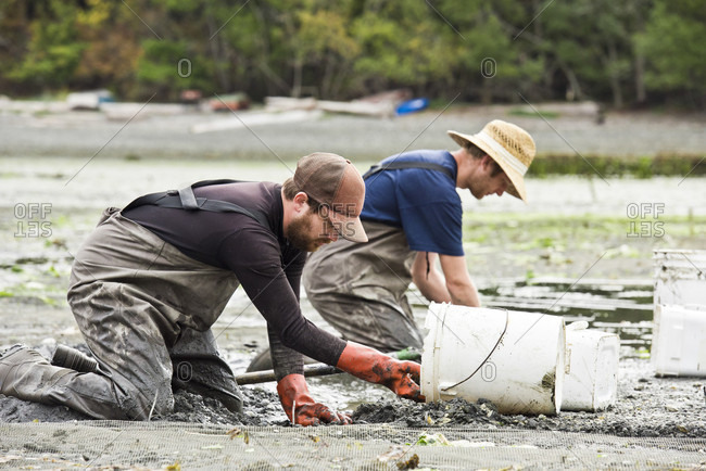 Orcas Island, Washington, USA - August 29, 2016: Two Farmers Digging For Clams At Buck Bay Shellfish Farm On Orcas Island, Washington, Usa