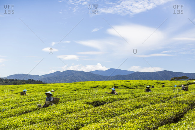 Kerinci Valley, Sumatra, Indonesia - February 13, 2015: Tea workers harvest leaves in the field on a sunny day in the Kerinci Valley of Indonesia.