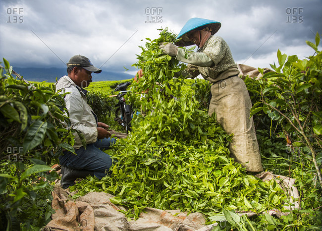 Kerinci Valley, Sumatra, Indonesia - February 21, 2015: Tea workers in a field in the Kerinci Valley of Sumatra, Indonesia. This fertile valley is home to one of the largest tea plantations in the world and employees many local community members.