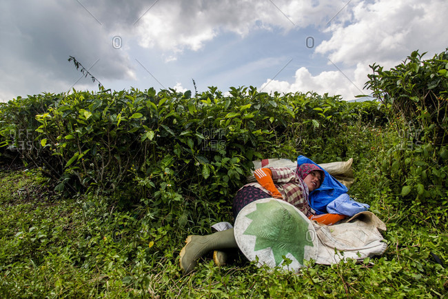 Kerinci Valley, Sumatra, Indonesia - February 24, 2015: Tea workers in a field in the Kerinci Valley of Sumatra, Indonesia. This fertile valley is home to one of the largest tea plantations in the world and employees many local community members.