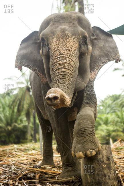 A female sumatran elephant poses on a stump in an enclosure at an elephant rescue center in north Sumatra. While many of the elephants were rescued from being labor animals, they are still kept in less than ideal conditions