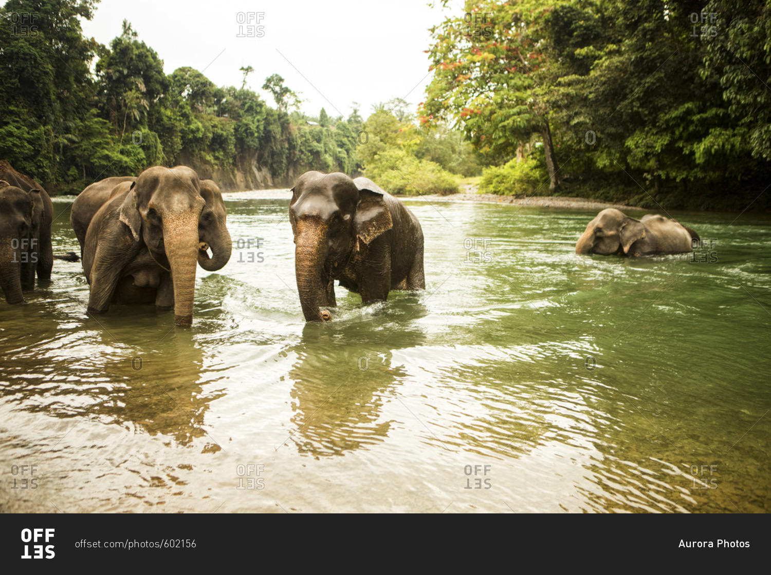 A family of Sumatran elephants bathe in a river in north Sumatra, Indonesia. Many of these elephants were rescued from being labor animals, but are still kept in less than ideal conditions.