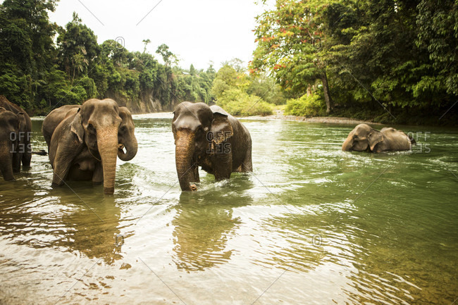 A family of Sumatran elephants bathe in a river in north Sumatra, Indonesia. Many of these elephants were rescued from being labor animals, but are still kept in less than ideal conditions.