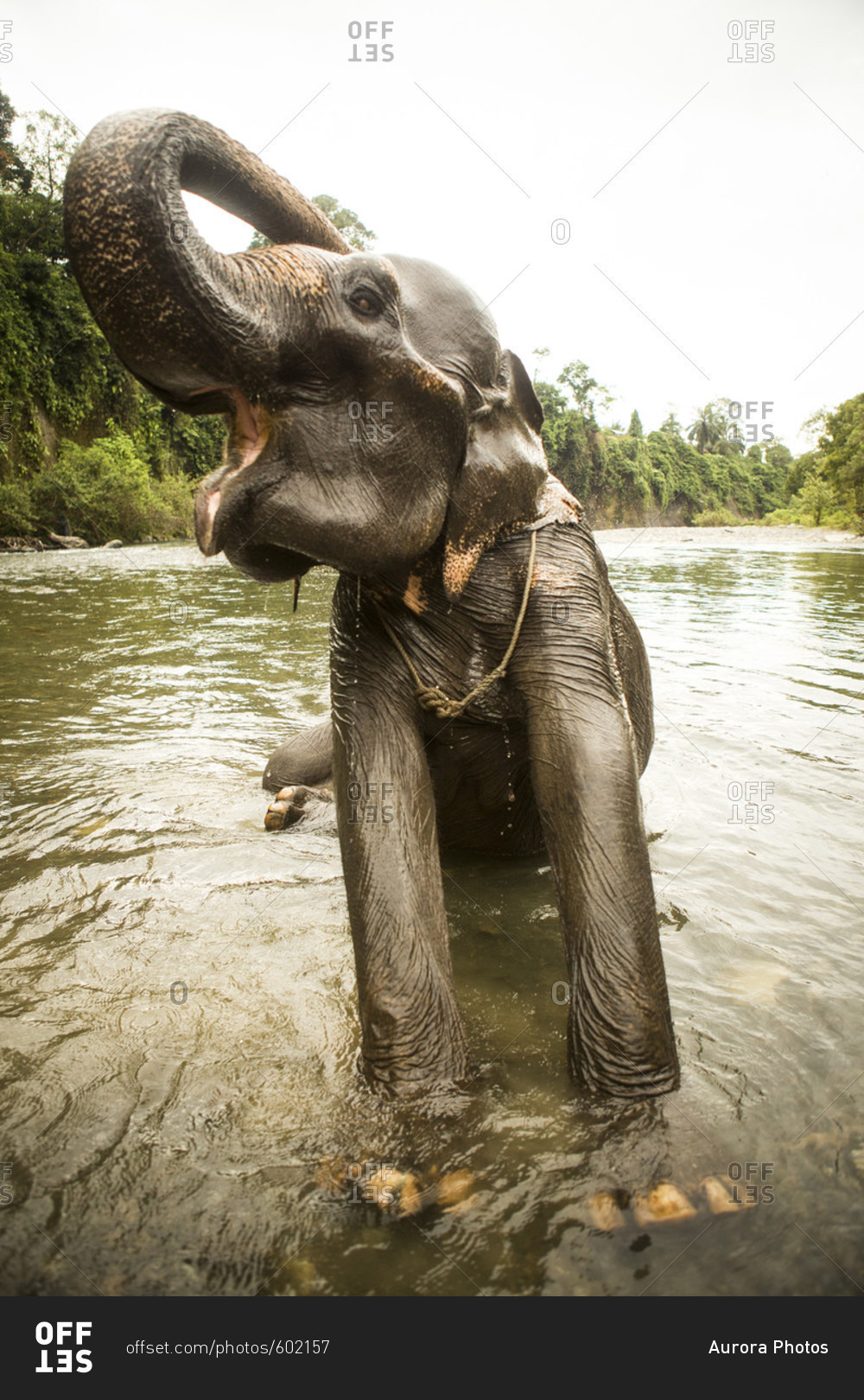 A female Sumatran elephant stretches while bathing in a river in north Sumatra, Indonesia. Many of these elephants were rescued from being labor animals, but are still kept in less than ideal conditions.