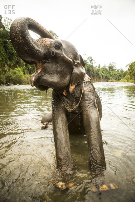 A female Sumatran elephant stretches while bathing in a river in north Sumatra, Indonesia. Many of these elephants were rescued from being labor animals, but are still kept in less than ideal conditions.