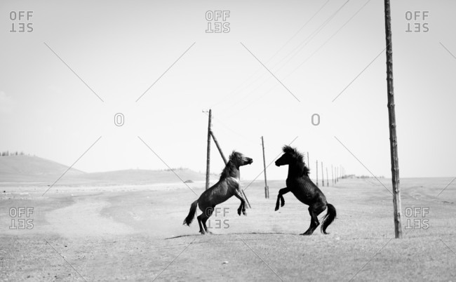 Two wild horses on steppe rearing up, Murun, Khuvsgul, Mongolia