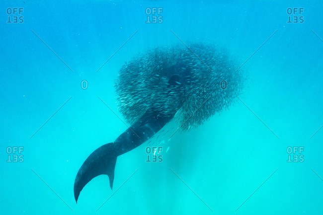 A whale shark surrounded by a school of anchovies