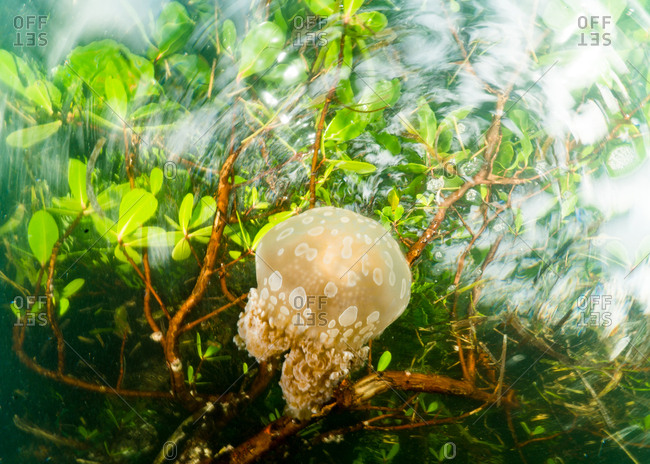 A jellyfish floats in a shallow mangrove