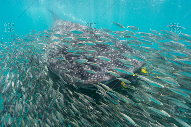 A whale shark surrounded by anchovies