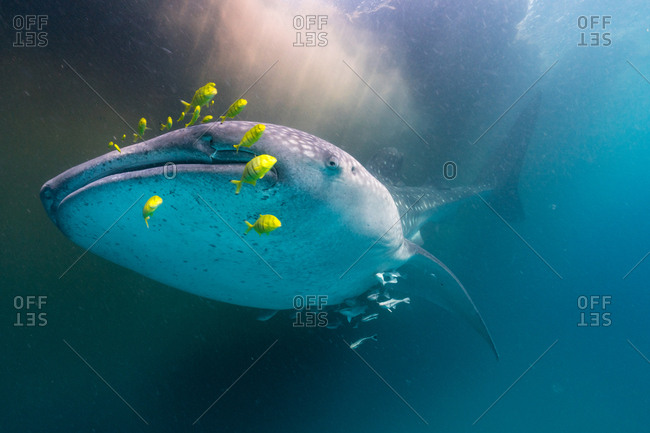 A whale shark and golden trevally swim by a patch of Trichodesmium algae
