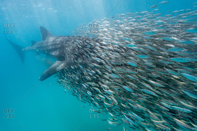 A whale shark disappears in a school of anchovies